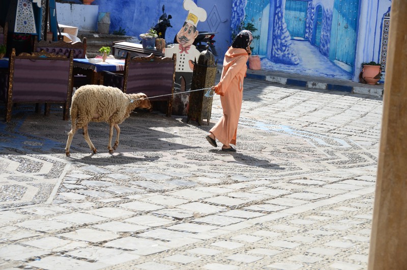 Schaf in Chefchaouen