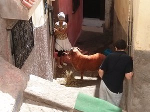 Schaf in der Medina