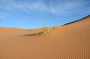 Wüstenplanzen