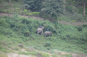 Elefanten am Ufer des Mekong