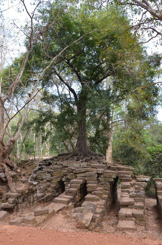 Baum auf Tempel