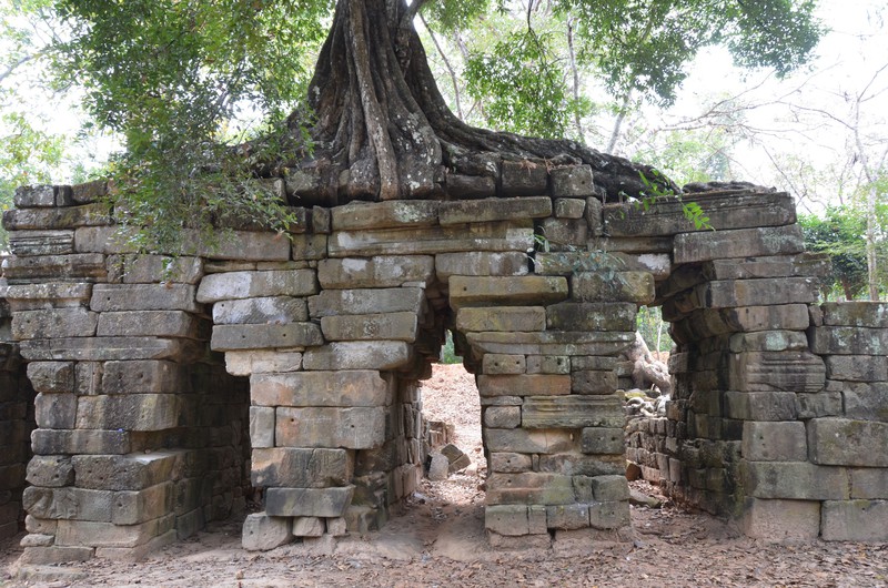 Baum auf Tempel