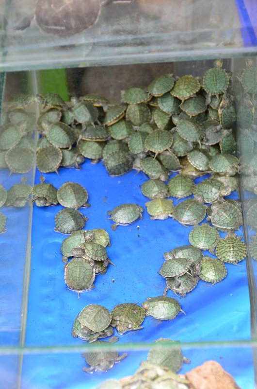 Blätter - ah nein: Schildkröten