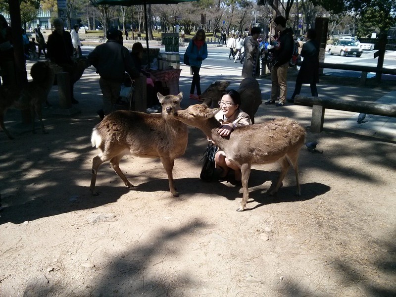 Rehe sind Attraktion Nr. 1 in Nara - noch vor den Tempeln