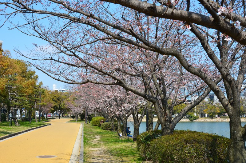 Kirschbäume entlang Hiroshima Castle