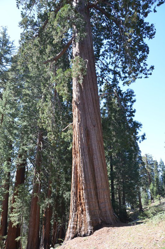 Das ist ein Sequoia
