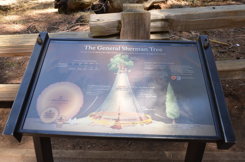 The General Sherman Tree