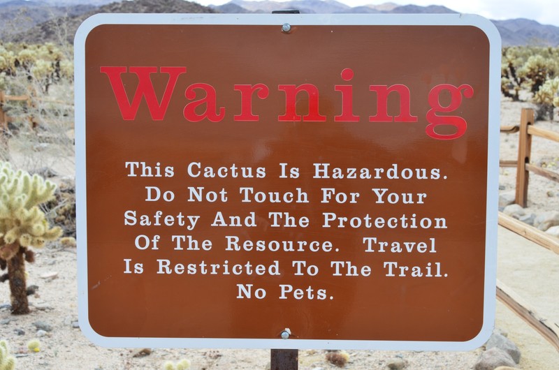 Hazardous Cactus!