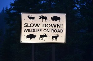 Warning: Wildlife on Road!