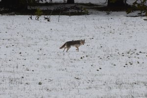 Wolf (oder Cojote?)