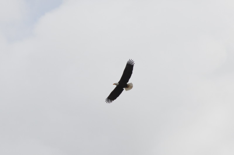 Bold Eagle - Weisskopfseeadler