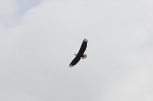 Bold Eagle - Weisskopfseeadler