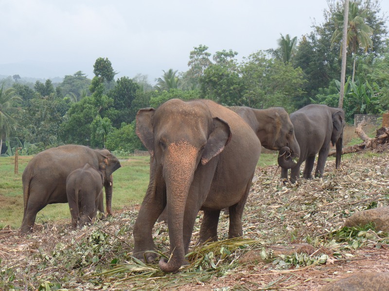 Pinnewala Elephant Orphanage