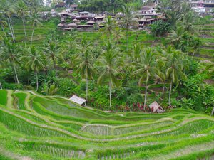 Bali - Rice Terraces, Ubud