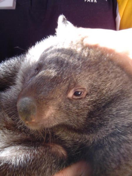 Tara the Wombat