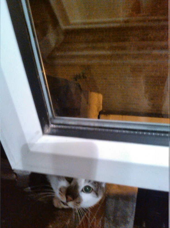 De kat van de buren komt kennismaken.