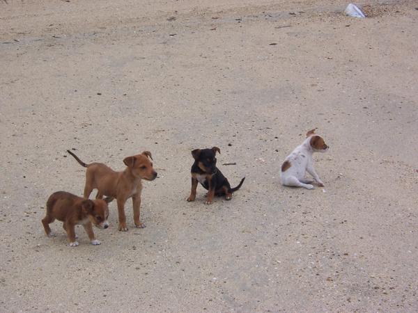 stray puppies on the beach
