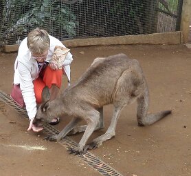 Pat feeding a kangaroo