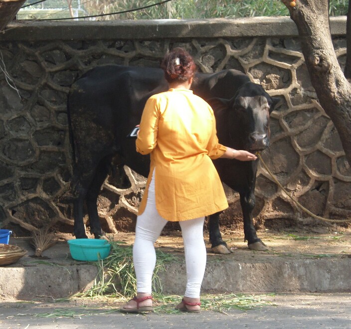 Feeding roadside cow