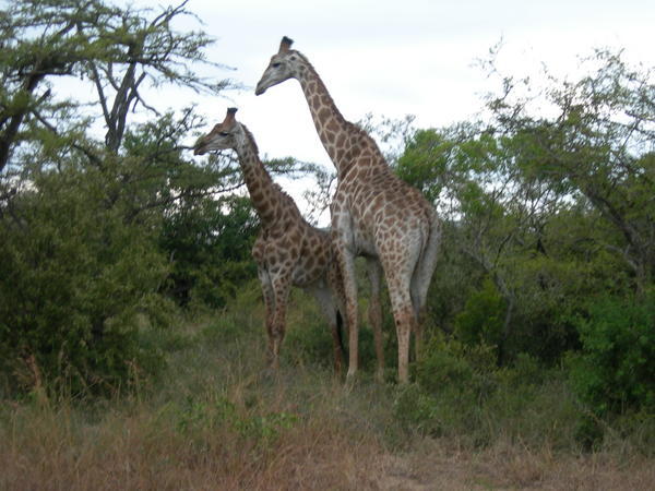 The Giraffes 