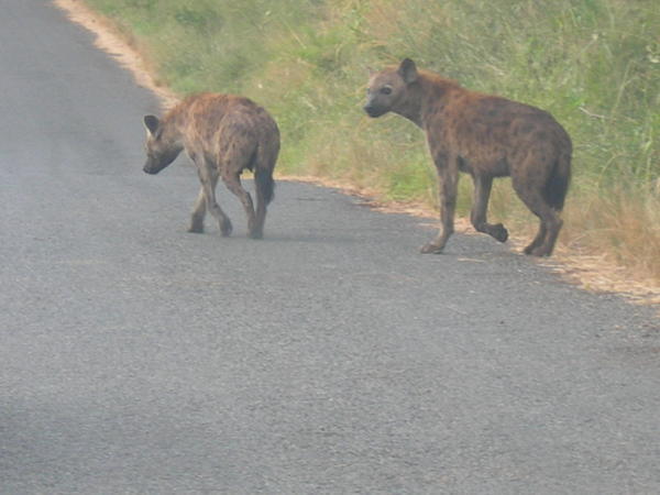 Hyenas on the road