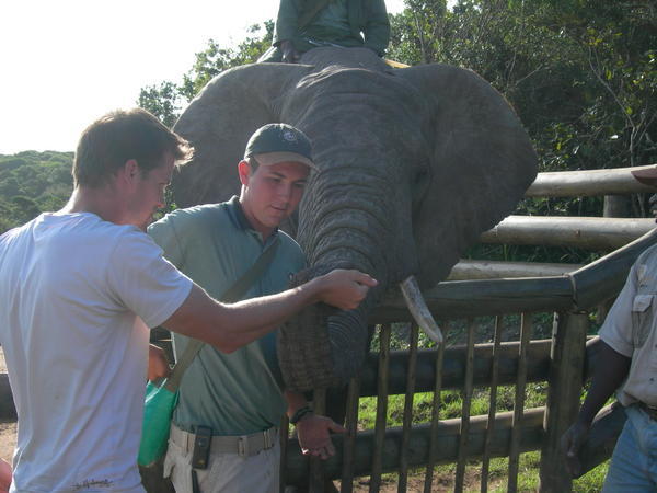 Tezz feeding an Elephant