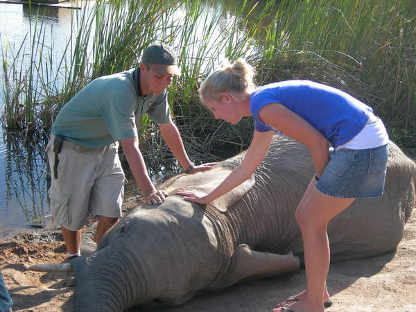 Neetz patting an Elephant