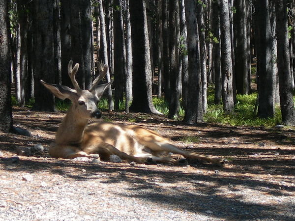 Locals at Yellowstone NP campsite 