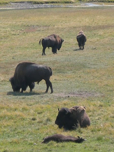 Bison in Yellowstone NP