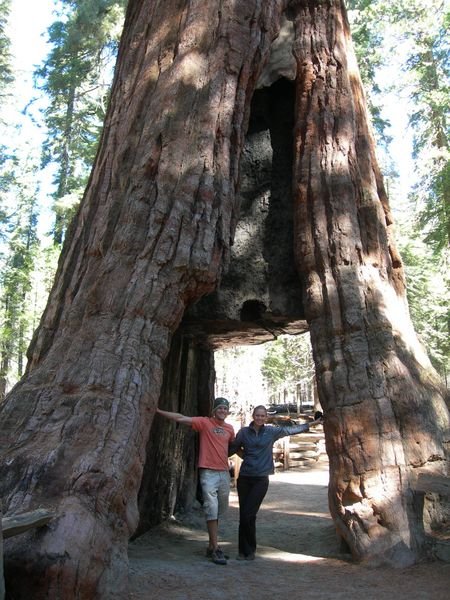 The biggest trees in the world
