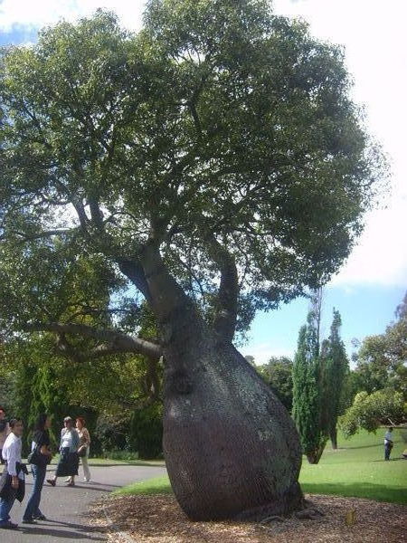 An Impressive Tree