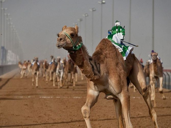 Camel Races in Dubai