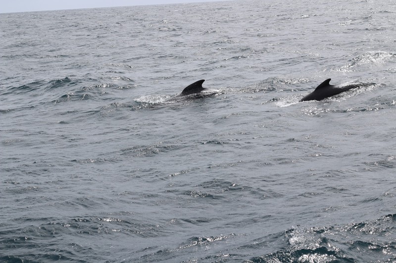 Dolphin and Pilot Whale!