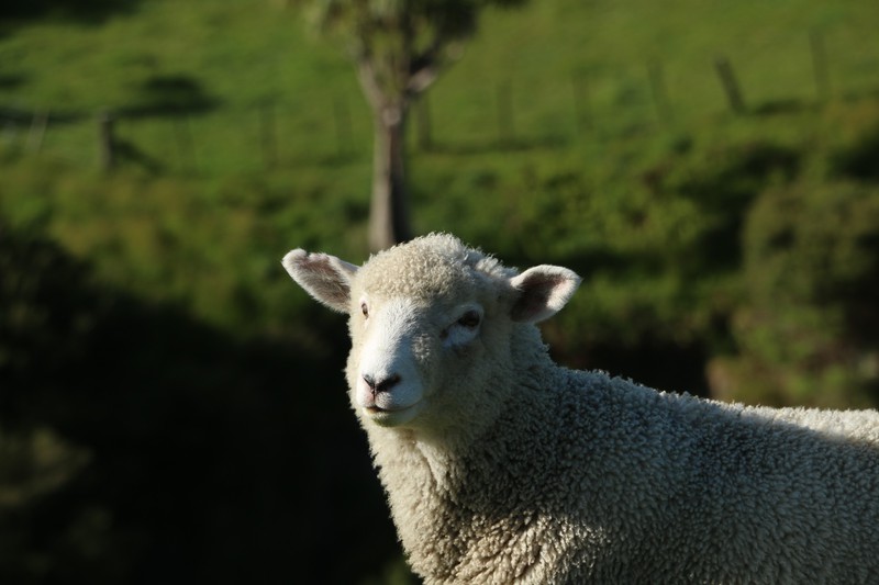 Topmodel Sheep