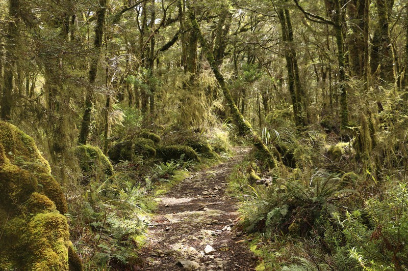 Moss-covered forest after Gouland Downs Hut