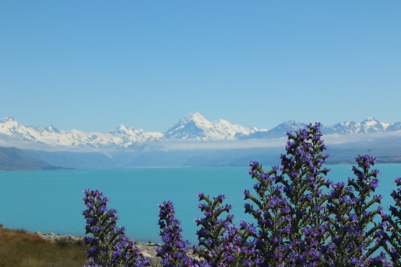 Lake Pukaki with Mt Cook in the Background