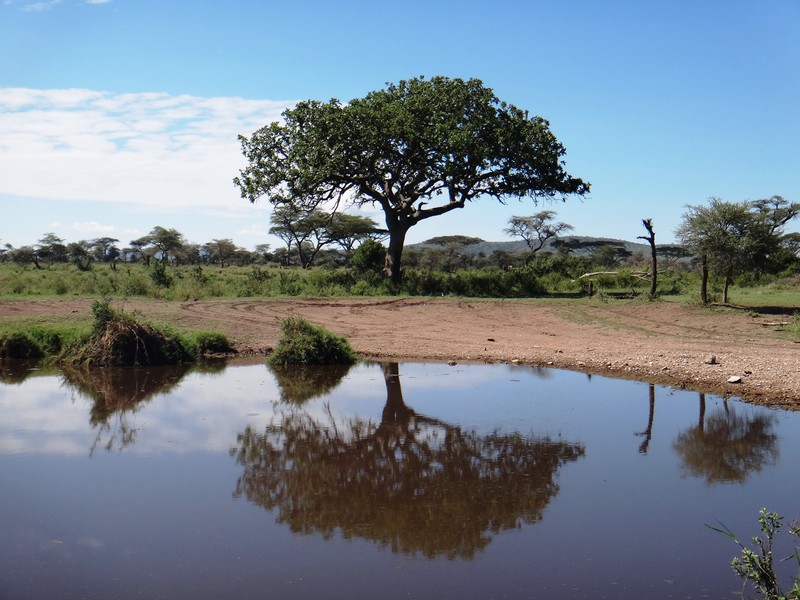 Pond in The Serengeti