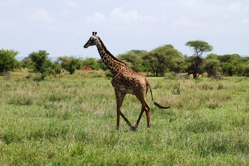Giraffe in Tarangire