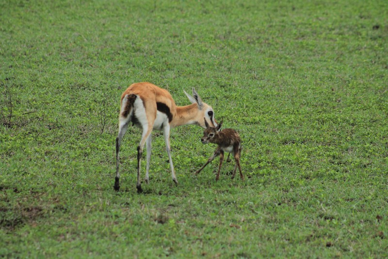 Thompson Gazelle and her fawn