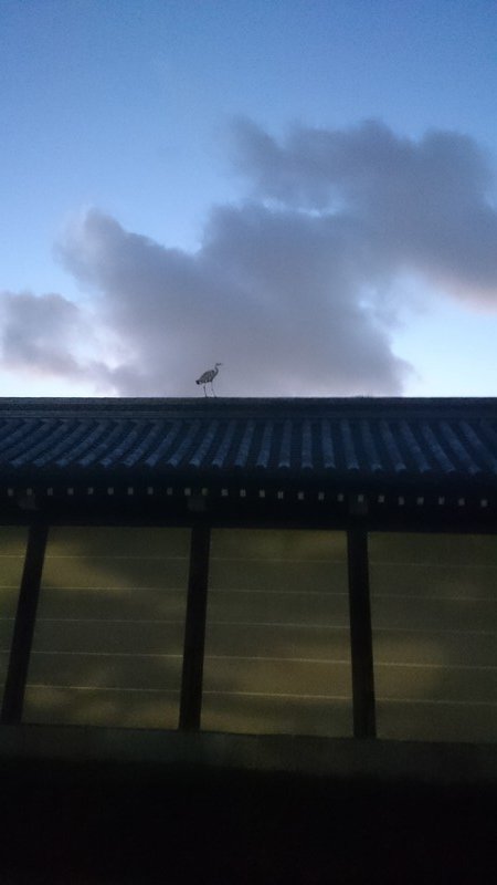 Vogel in Kyoto