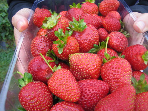 Strawberry pickin