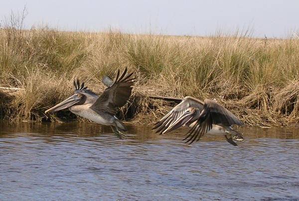 Flying pelicans