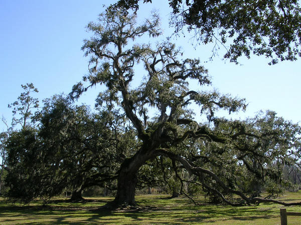 Oak tree with moss