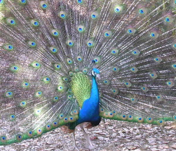 Jefferson House peacock
