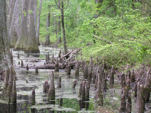Baldcypress swamp