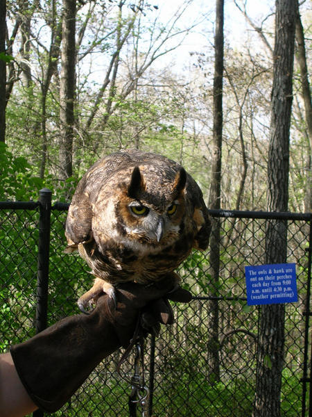 Horned owl 2