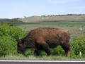 Buffalo by road