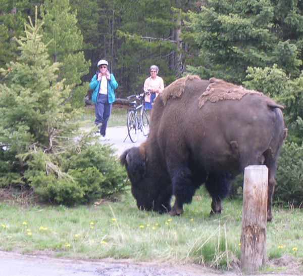 Bison in campground