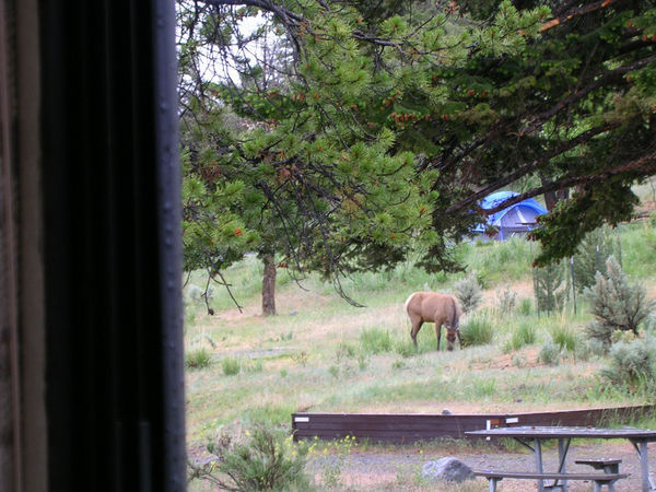 Elk in campground