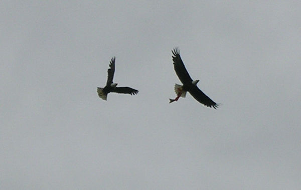 Eagle stealing another eagles food